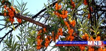 Чацарганы экспортыг нэмэгдүүлэхэд хөрөнгө оруулалт шаардлагатай байна