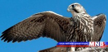 Mongolia allows exporting 100 Saker Falcons