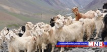 Mongolia’s cashmere processing companies promoted for export