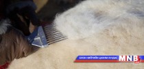 Ноолуурын үйлдвэрүүдэд олгох хөнгөлөлттэй зээлийг арилжааны банкуудаар дамжуулна