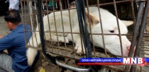Хятадын нохойн махны фестивалийн жигшим дүр зураг