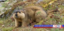 Хил орчмын сумдад тарваган тахлын тохиолдлууд илэрчээ