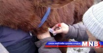 Дорнод аймаг мал сүргээ вакцинжуулж байна