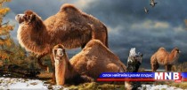 “Тэмээ”  богино өгүүллэг