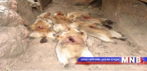 Тарваган тахал өвчнөөс урьдчилан сэргийлэх ажлыг эрчимжүүлнэ