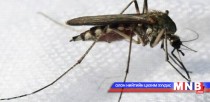  Халдвар тээгч шумуул их байгааг анхааруулав