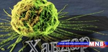 Хорт хавдрын эсрэг бэлдмэл гаргаж авчээ