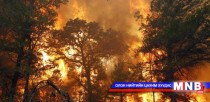 Түймэрт шатсан мод сэргэхэд 100-120 жил шаардлагатай