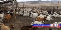 Малд тарьсан эм бэлдмэлийн үлдэгдэл хүнд нөлөөлж байна