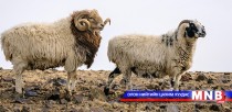 Дорнодоос 100 хуц Өмнөговь аймгийн малчдад өгчээ