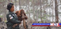 Индонезийн гал түймэр орангутан мич амьдардаг ойд заналхийлж байна