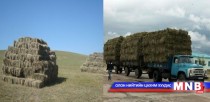Нөөцөд бэлтгэж байгаа хадланг урд хөрш рүү гаргаагүй гэв