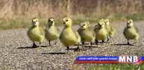 Цагдаагийн албан хаагчид ус зайлуулах хоолойд унасан дэгдээхэйнүүдийг аврав