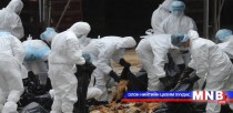 БНХАУ-д H7N9 вируст халдварын хоёр тохиолдол бүртгэгджээ 