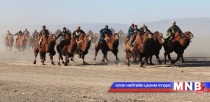 “Их говийн тэмээний баяр” болж байна