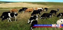 Он гарсаар малын гоц халдварт өвчин 20 удаа гарчээ
