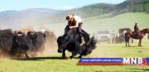 Өвөрхангай аймаг мал сүргийн тоогоороо улсад тэргүүллээ