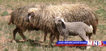 Каракул цөм сүргийн тоо толгойг нэмэгдүүлнэ