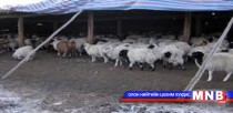Отроор өвөлжих малын тоо нэмэгдэж байна