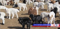 Энэ хавар 20 гаруй сая эх малын 60 хувь нь төллөнө 