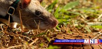 Камбожид мина илрүүлэхэд харх ашиглаж байна