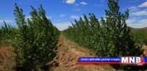 Мод үржүүлгийн зориулалтаар газар эзэмших эрх олгов