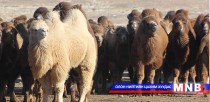 “Монголын хоолой”-н тэмээг үүлдэр болгох судалгааг эхлүүлжээ