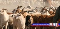 Урин цаг ирлээ, гэвч малын өвчин...