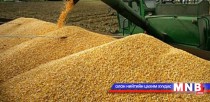ОХУ-аас 20 мянган тонн үрийн буудай авна