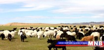 Өндөр ашиг шимт малын тоо өсөж байна 