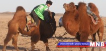 “Тэмээн поло-2016” тэмцээн Өмнөговь аймагт болно