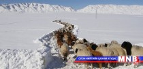 Булган аймагт 6000 орчим мал хорогджээ 