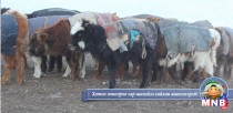 Өвөлжилт хүндэрсэн аймгийн малчдад туслах аяныг эхлүүллээ 