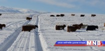 Олон улсын хүмүүнлэгийн байгууллага малчдад тусална