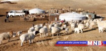 Дундговь аймагт 11 мянган толгой мал хорогджээ
