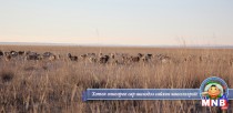 Дорноговь аймгийн малчид өнтэй өвөлжиж байна  
