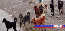 Золбин нохой, муур устгаж байна 