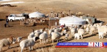 Ховд аймагт нэг сая 200 мянга орчим мал төллөнө  