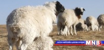 Дорноговь аймгийн 300 гаруй өрх отроор малаа төллүүлнэ
