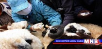 Гоц халдварт цэцэг өвчний эсрэг вакцинжуулалтад 26 сая төгрөг зарцуулна