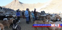 Сүмбэр сумд мал төллөлт энэ сарын 10-нд эхэлжээ