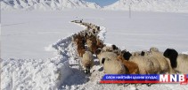 Сэтгүүлчид зудтай сумын малчдад тусламжийн гараа сунгалаа  