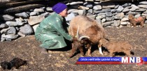 Ямаагаа хоёр ээлжээр төллүүлж байна