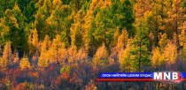 Монголын ойн бүрхэвчийн өөрчлөлтийг хиймэл дагуулын мэдээгээр тооцоолно