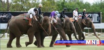 Тайландад зааны поло тэмцээн болжээ 