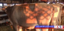 Сүүний чиглэлийн нэг үнээнээс 15-20 литр сүү сааж байна