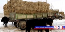 Увс аймаг малчдадаа 1.6 тэрбум төгрөгийн өвс, тэжээлийн дэмжлэг үзүүлжээ 