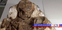 Хүүхдээ тэвэрсэн эхийн чулуужсан яс олжээ
