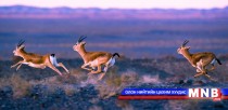 Зэрлэг амьтадтай төмөр хүлгийнхээ хурдыг сорихгүй байхыг хүсэв