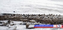 Увс аймгийн Тэс суманд хаваржилт хүнд байна